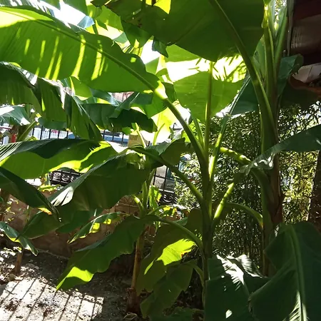 بيت ضيافة Kallithea دووا مايْ