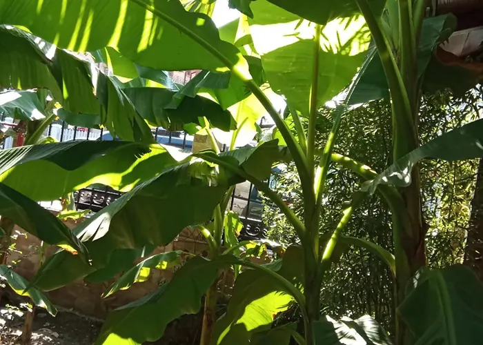 بيت ضيافة Kallithea دووا مايْ