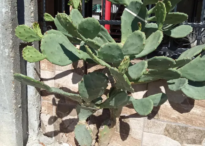 Kallithea بيت ضيافة