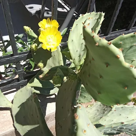 Affittacamere Kallithea