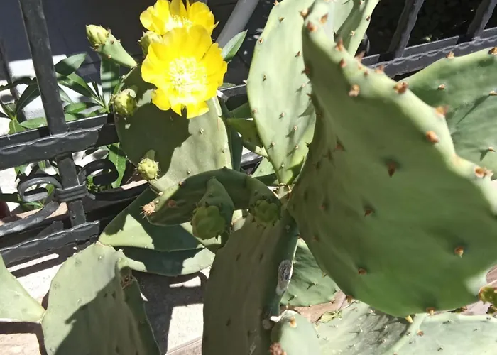 Guest house Kallithea